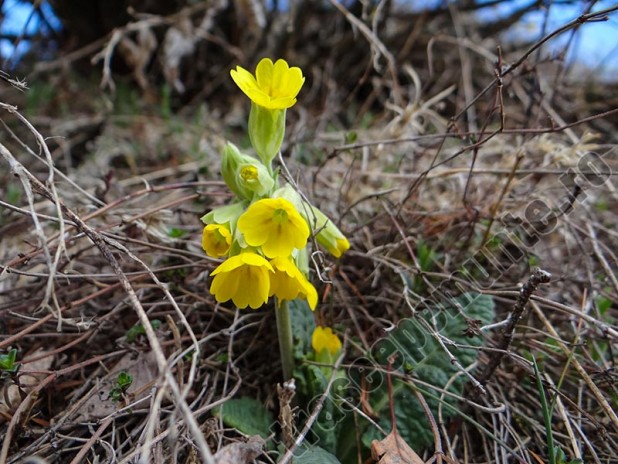 Florea Ciubotica Cucului