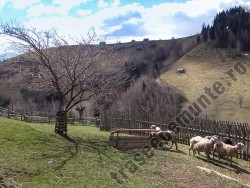 Staul de oi in satul Pestera